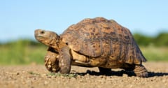 「爬虫類は何を考えているの？」カメの“気分”を測った世界初の実験の画像 1/5