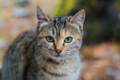 高齢者の80%近くがトキソプラズマを保有している可能性があるの画像 2/4