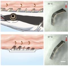 コバンザメの頭から着想を得た「胃液に流されない薬物送達デバイス」を開発の画像 5/6