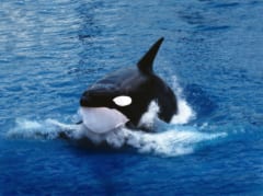シャチが人間に食べ物を「おすそわけ」する行動を発見の画像 3/3