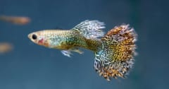 オスのグッピーの「モテ色」が判明！の画像 1/3