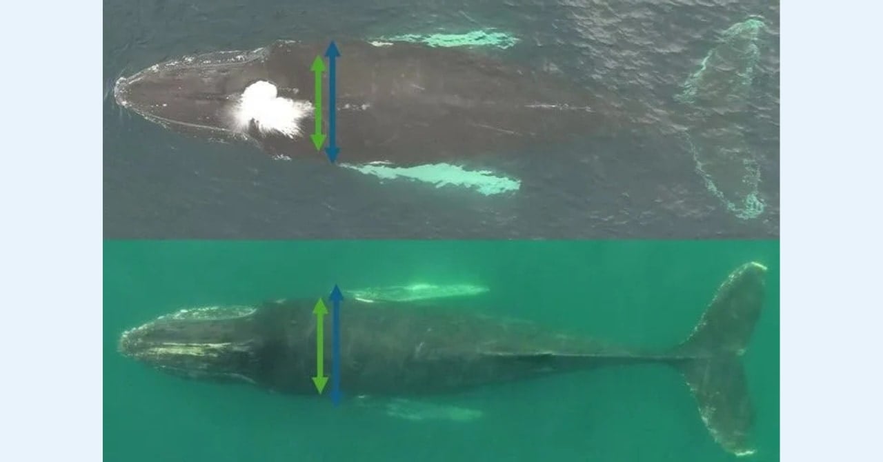 クジラは「大食い・断食・移動」で体脂肪が36%も変動するの画像 1/4