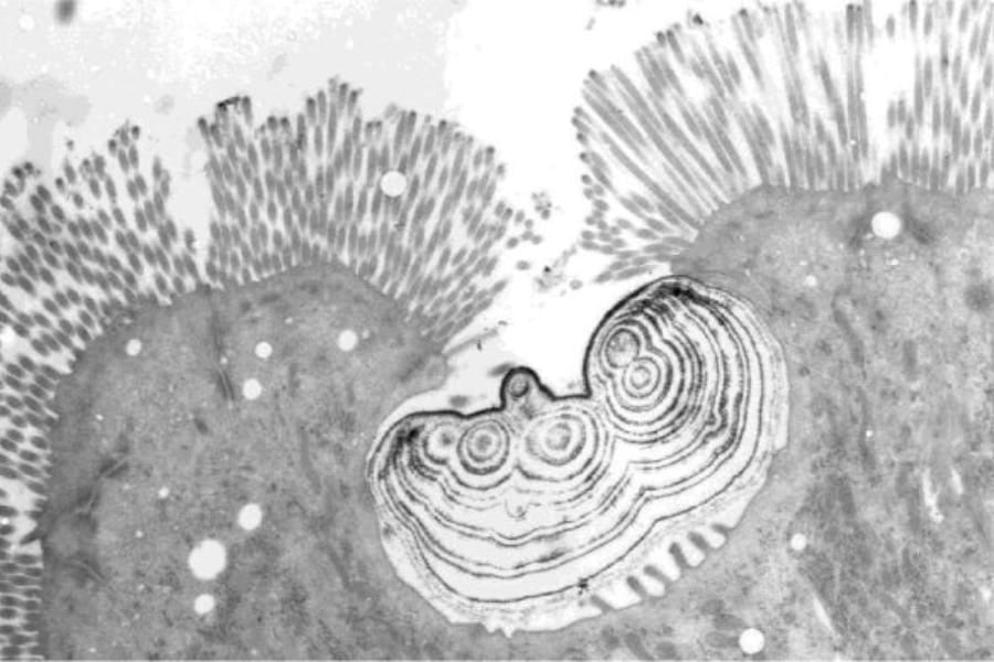 獲物の「骨を消化」する新細胞をニシキヘビで発見