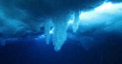 触れた生物を凍らせて海中をゆっくり伸びる自然現象「死の氷柱：ブライニクル」の画像 1/6