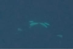 シャチが「舌を甘噛みする」キス行動！野生で初記録の画像 2/2