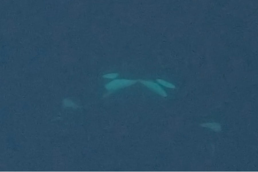シャチが「舌を甘噛みする」キス行動！野生で初記録の画像 2/2