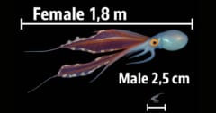 【生物界No1の男女格差】オスメスの体格差が72倍もあるタコの画像 1/2