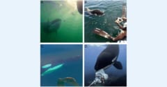 シャチが人間に食べ物を「おすそわけ」する行動を発見の画像 1/3