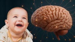 アルツハイマー病の原因物質が赤ちゃんの体では患者の3倍もあると判明の画像 1/4