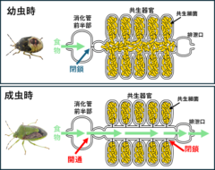 「セミはなぜ何年も土の中で過ごすのか？」昆虫の特殊な進化の裏に潜む秘密【ナゾロジー×産総研　未解明のナゾに挑む研究者たち】の画像 6/6