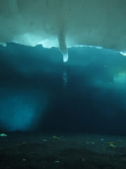触れた生物を凍らせて海中をゆっくり伸びる自然現象「死の氷柱：ブライニクル」の画像 2/6