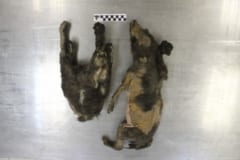 【閲覧注意】永久凍土のミイラは「最古の飼い犬」ではなく「1万4000年前の絶滅オオカミ」だったの画像 4/4