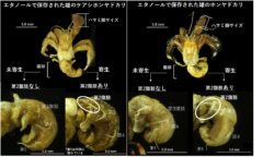 寄生虫に操られたヤドカリの性別はこう変わる