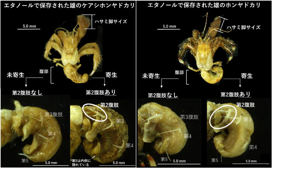 寄生虫に操られたヤドカリの性別はこう変わる