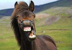 オーストラリアで最も人を殺している動物は？「意外すぎる正体」が判明の画像 2/2