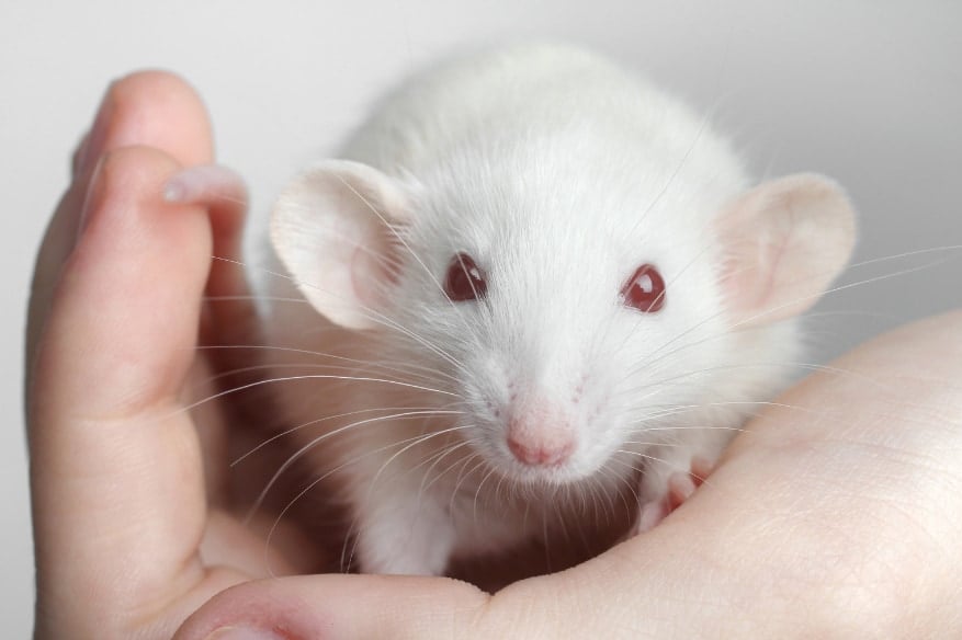 ラットが人の手に懐くのはなぜ？撫でることで「愛情ホルモン」が人と動物の絆をつくると判明！