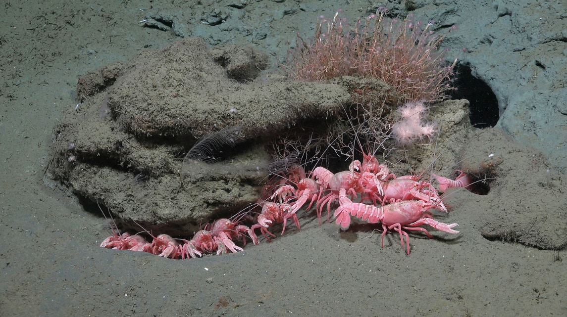 新たな深海探査で「新種候補40種」を発見、アルゼンチン沖の画像 3/6