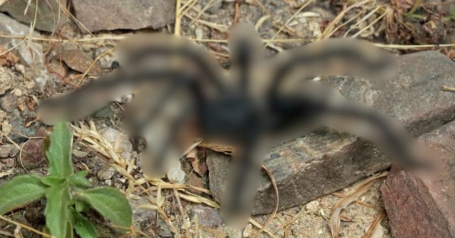 胴体の数倍長い生殖器」をもつ新種タランチュラを発見 - ナゾロジー