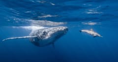 イルカとクジラが一緒に遊ぶ様子の観察「異なる種族が並んで泳ぐ理由とは？」の画像 1/3