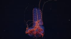 新たな深海探査で「新種候補40種」を発見、アルゼンチン沖の画像 5/6