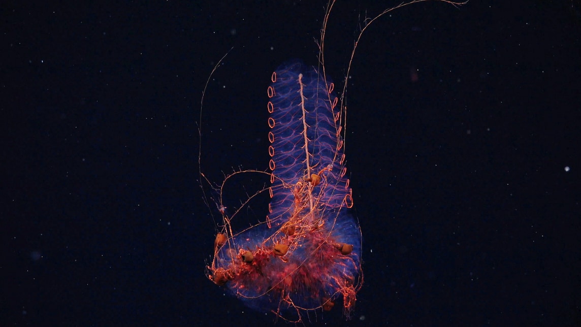 新たな深海探査で「新種候補40種」を発見、アルゼンチン沖の画像 5/6