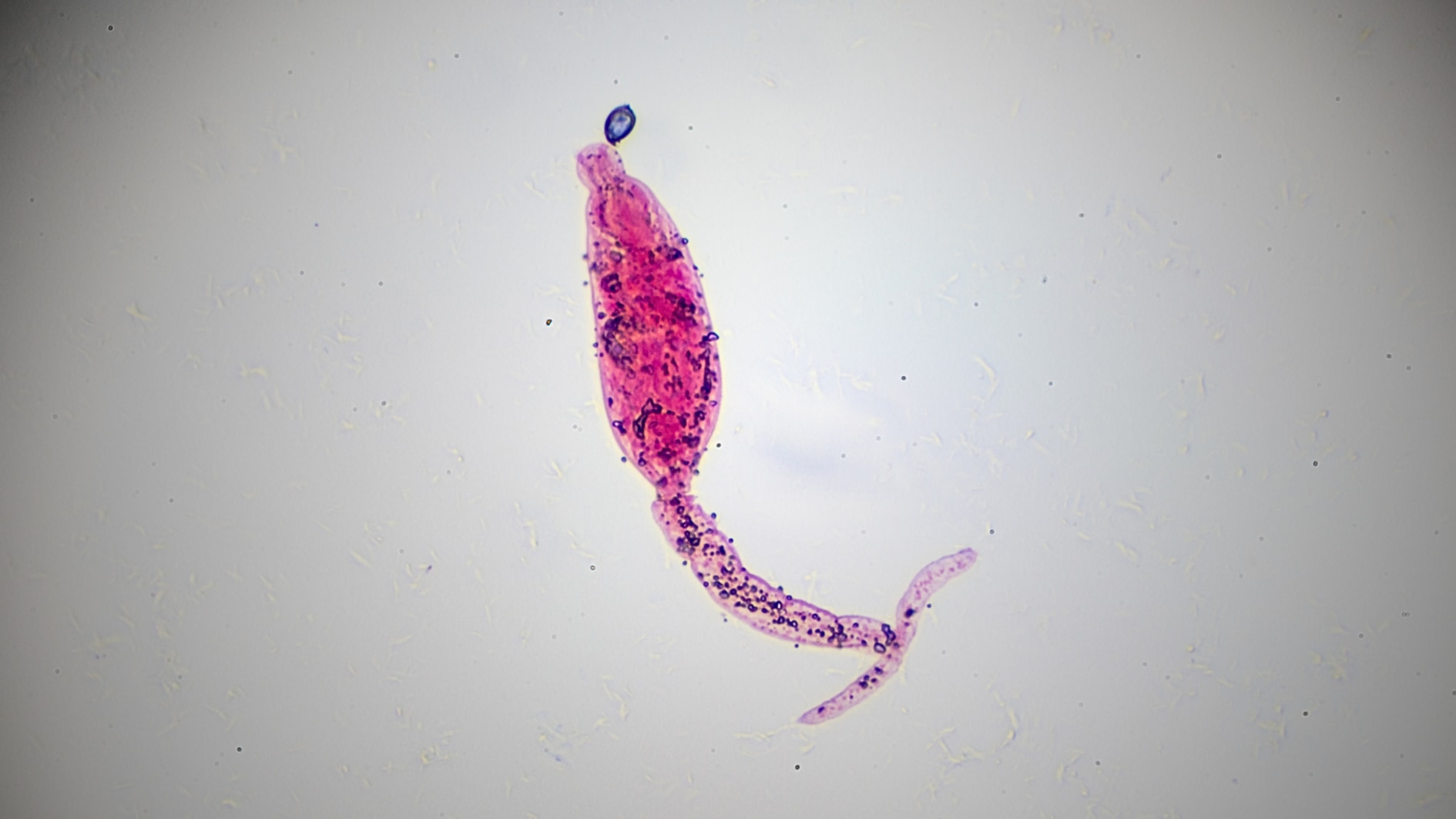 人間がビタミンCを作れない本当の理由の画像 5/5