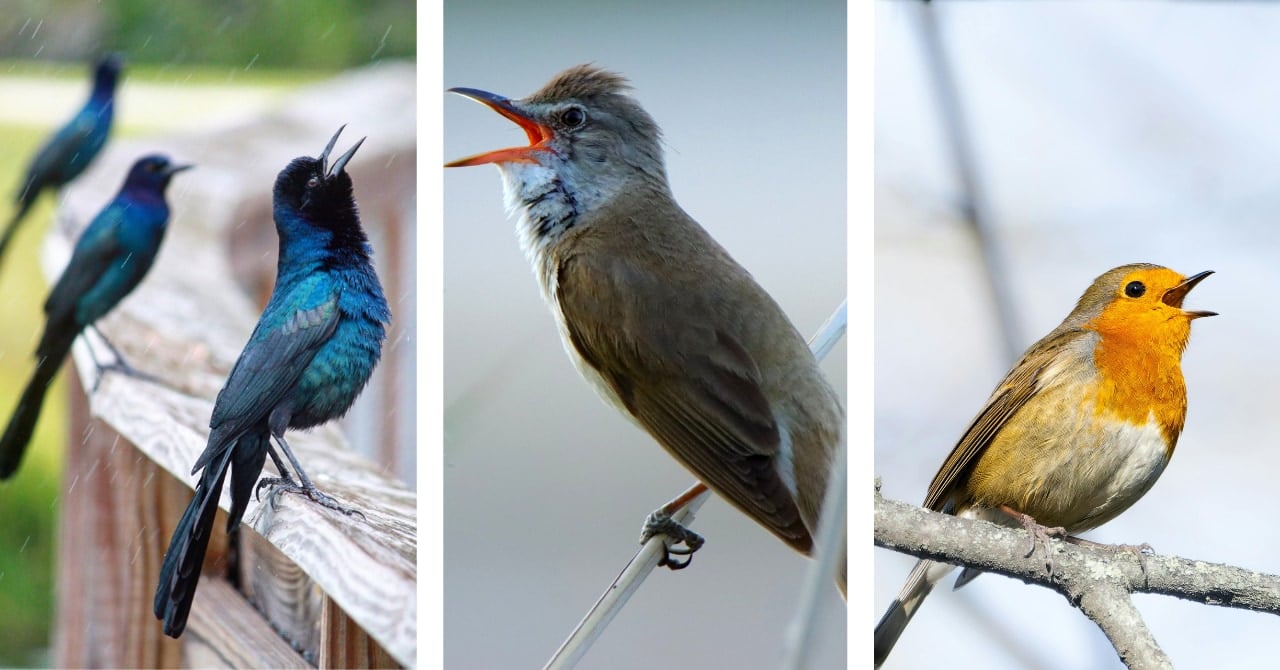 世界中の鳥が「1日平均50分長く歌う」現象が生じている その原因は?の画像 1/1