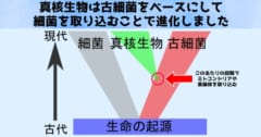 真核生物誕生への鍵を握る古細菌