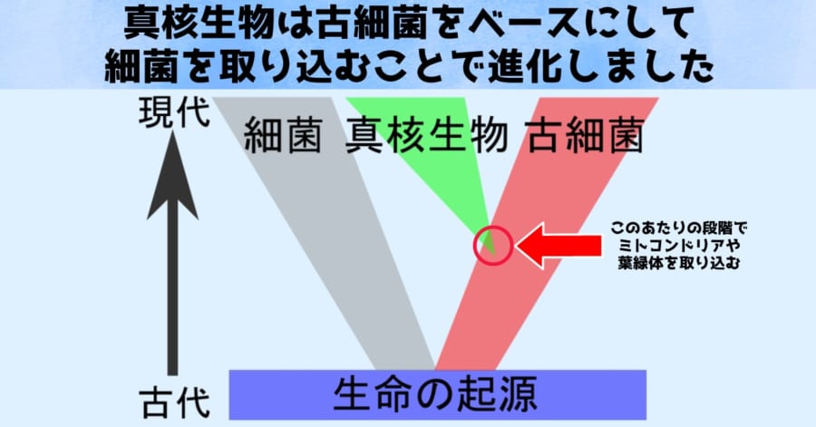 真核生物誕生への鍵を握る古細菌
