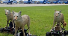 【なぜコヨーテ？】米軍の新機体「ロボット・コヨーテ」が空港を守るの画像 1/4