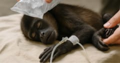 【猿が気絶して落下】酷暑が動物たちをも「死滅させている」の画像 1/1