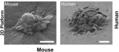 世界初！受精卵が子宮に着床する「瞬間」のリアルタイム撮影に成功の画像 2/2