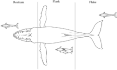 イルカとクジラが一緒に遊ぶ様子の観察「異なる種族が並んで泳ぐ理由とは？」の画像 3/3