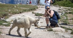 国立公園にいる「野生動物たちの人間への反応」を調べてみた結果の画像 1/4