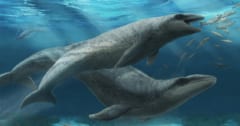 サメのような歯をもつ「新種の古代クジラ」を発見の画像 1/3