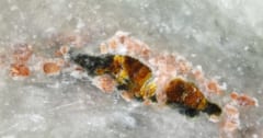 新種の鉱物「アマテラス石」を発見！ 日本の国石「ヒスイ」から見つかるの画像 1/3