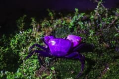 激レアすぎる「紫色のカニ」をタイで発見の画像 3/3
