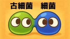 細菌と古細菌との間の接続管を発見の画像 1/3