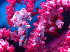 【サンゴに同化】コダマタツが「究極の擬態能力」を手に入れた秘密を解明の画像 2/3