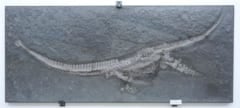 「新種の首長竜」をドイツのジュラ紀地層から発見の画像 2/2