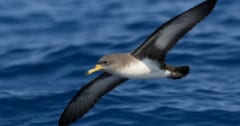 空を飛ばないと「ウンチできない」海鳥を発見の画像 1/2