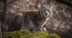 肉食獣オオヤマネコ、英国への再導入が決定！の画像 1/4