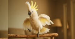 豪州のオウム「30種類ものダンスの振り付け」を修得していたの画像 1/2