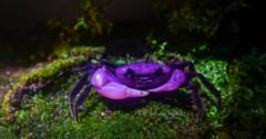 激レアすぎる「紫色のカニ」をタイで発見の画像 1/3