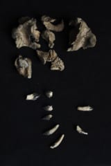 サメのような歯をもつ「新種の古代クジラ」を発見の画像 2/3