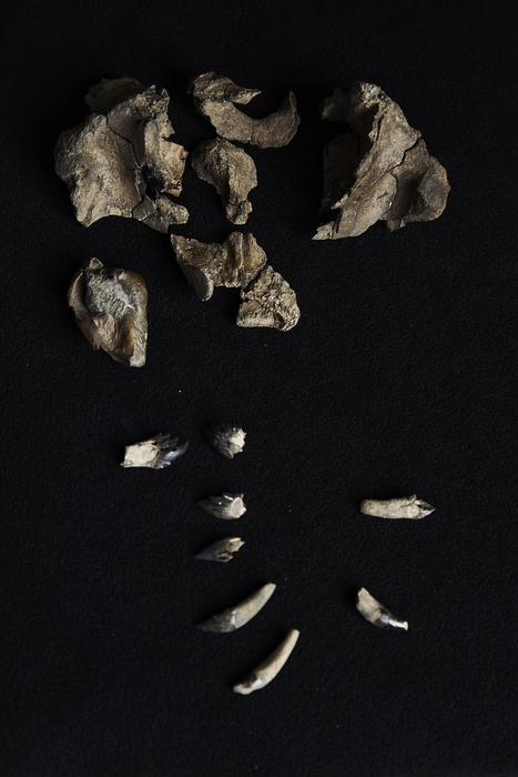 サメのような歯をもつ「新種の古代クジラ」を発見の画像 2/3