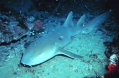 世にも珍しい「オレンジ色のサメ」を発見、コスタリカ沖【画像あり】の画像 2/2