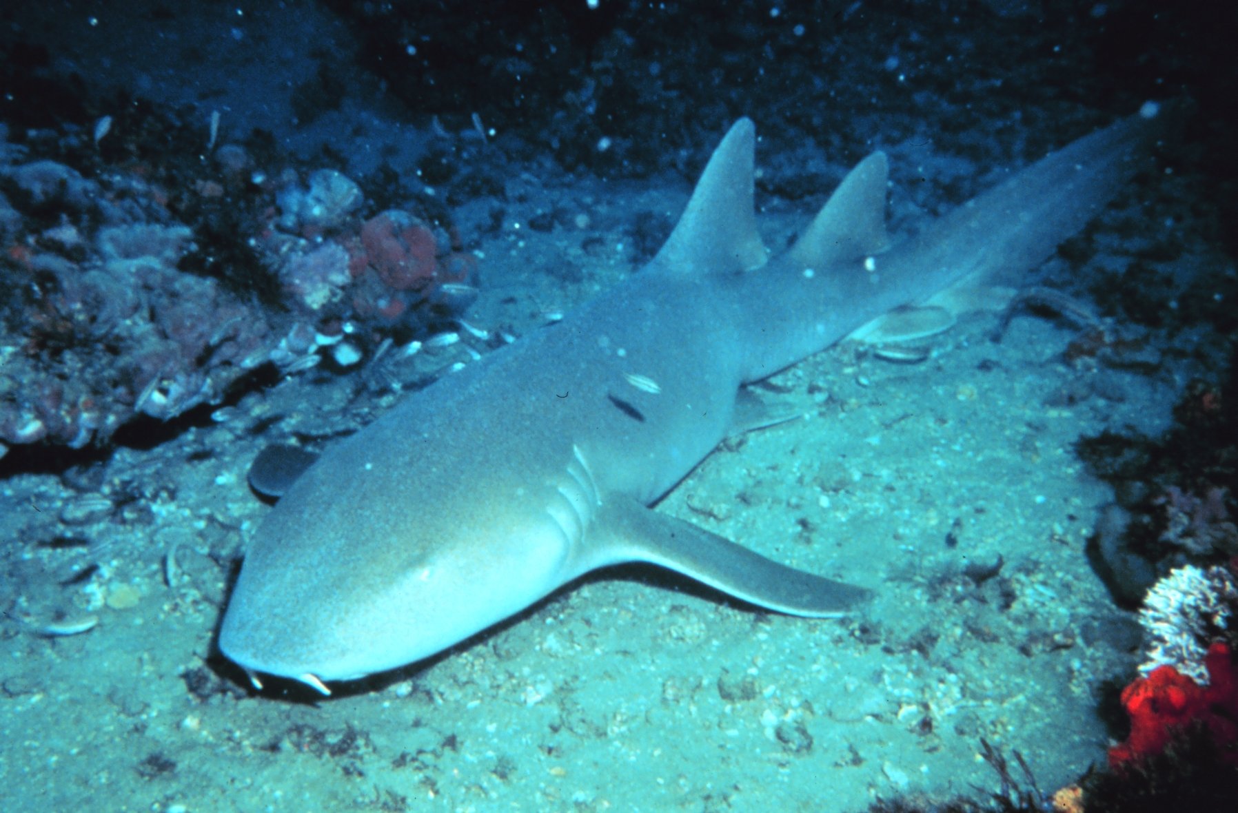 世にも珍しい「オレンジ色のサメ」を発見、コスタリカ沖【画像あり】の画像 2/2