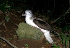 空を飛ばないと「ウンチできない」海鳥を発見の画像 2/2