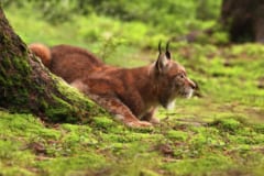 肉食獣オオヤマネコ、英国への再導入が決定！の画像 4/4